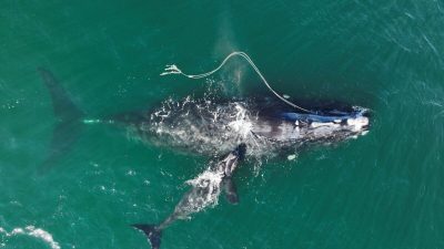 В Атлантике заметили запутавшегося в рыболовном тросе редкого южного кита с детёнышем