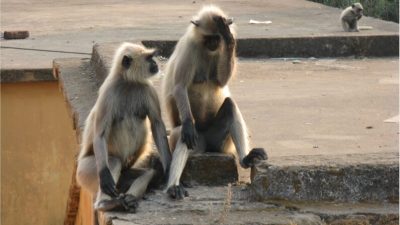 Индия: схвачены две обезьяны, они обвиняются в убийстве большого числа щенков