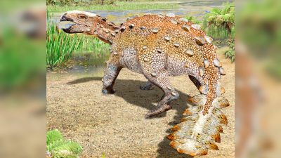 В Чили открыт новый вид динозавров с шипами на хвосте