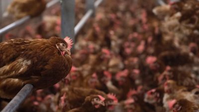 Чехия сообщает о вспышке птичьего гриппа на крупной ферме недалеко от Праги