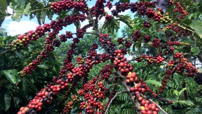 Эксперты по кофе дают очень противоречивые прогнозы урожая
