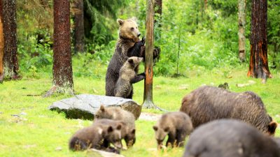 Фотограф запечатлел восхитительный момент, когда медведь учит детёнышей лазить по деревьям