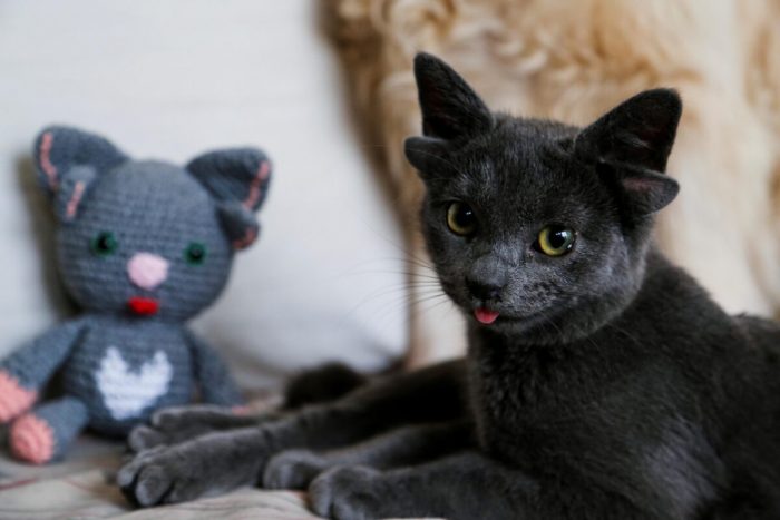 Котёнка с мутацией приютила ​​женщина из Турции
