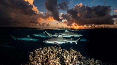 Фотограф National Geographic сделал великолепные снимки двух миров — над и под водой