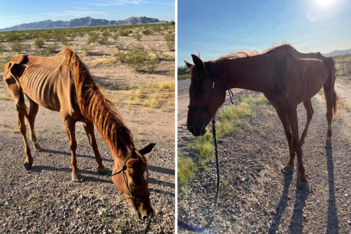 «Ходячий скелет»: лошадь, брошенную в пустыне, успели спасти