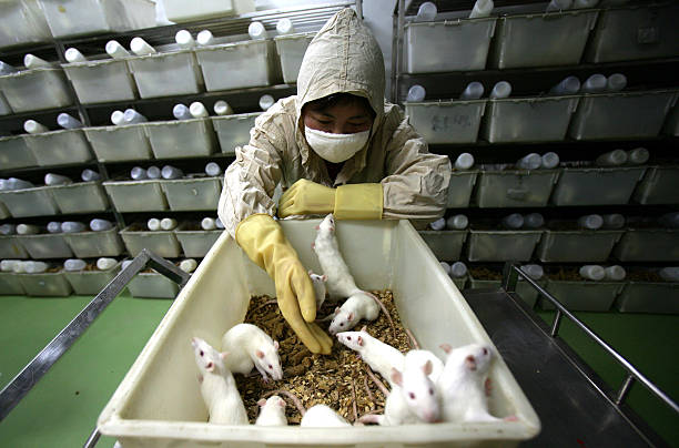 Кормление белых крыс в лаборатории животных медицинской школы. Фото:  China Photos/Getty Images | Epoch Times Россия