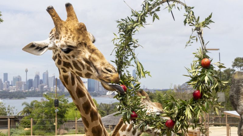 Жирафы едят рождественский венок ручной работы, сделанный из их любимых продуктов — африканского оливкового листа и яблок в зоопарке Таронга в Сиднее, 14 декабря 2021 года. (Rick Stevens/Taronga Zoo/AAP Image)
 | Epoch Times Россия