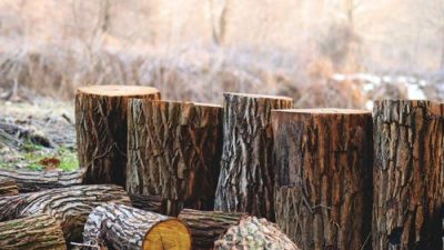Россия реализует сделку с крупнейшей японской лесной компанией Iida Group