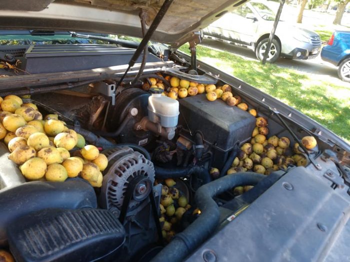Американец нашёл в своей машине 80 кг грецких орехов