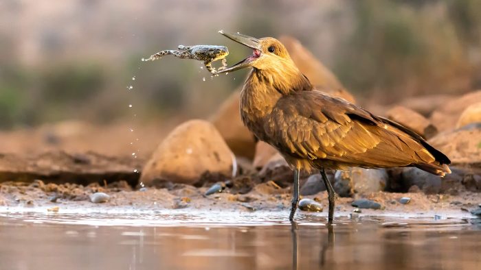Победители конкурса «Птичий фотограф 2021 года» — таких птиц вы ещё не видели