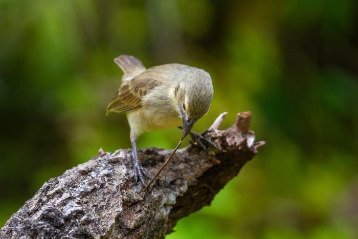 Победители конкурса «Птичий фотограф 2021 года» — таких птиц вы ещё не видели