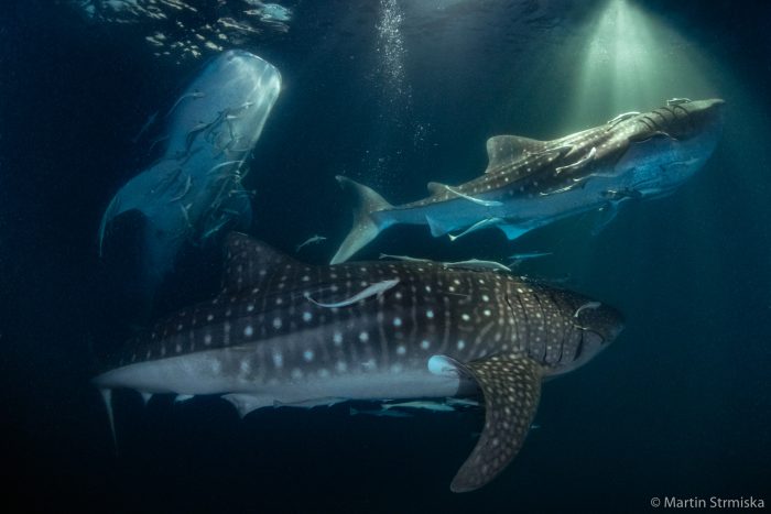 Дайвер запечатлел вблизи кормёжку 20 китовых акул