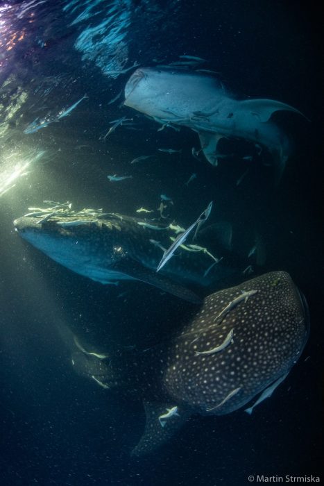 Дайвер запечатлел вблизи кормёжку 20 китовых акул