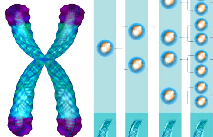 При каждом делении клетки теломер на конце хромосомы укорачивается. Фотография: Shutterstock | Epoch Times Россия