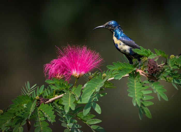 Потрясающие снимки самца нектарницы стали новым трендом фотографов
