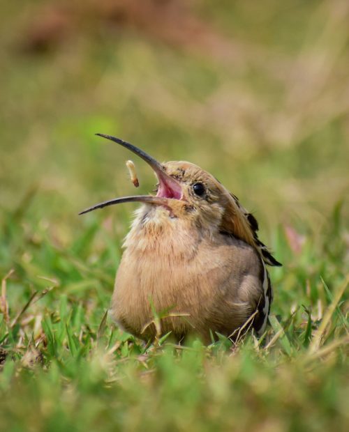 Потрясающие снимки самца нектарницы стали новым трендом фотографов