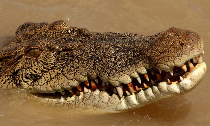 Эстуариновый крокодил  в реке Аделаида недалеко от Дарвина, Северная территория Австралии, 2 сентября 2008 года. (Greg Wood/AFP via Getty Images)
 | Epoch Times Россия