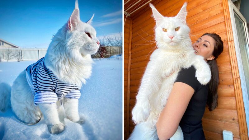Познакомьтесь с котёнком мейн-куна, который настолько велик, что люди  ошибочно принимают его за собаку - ET | Articles