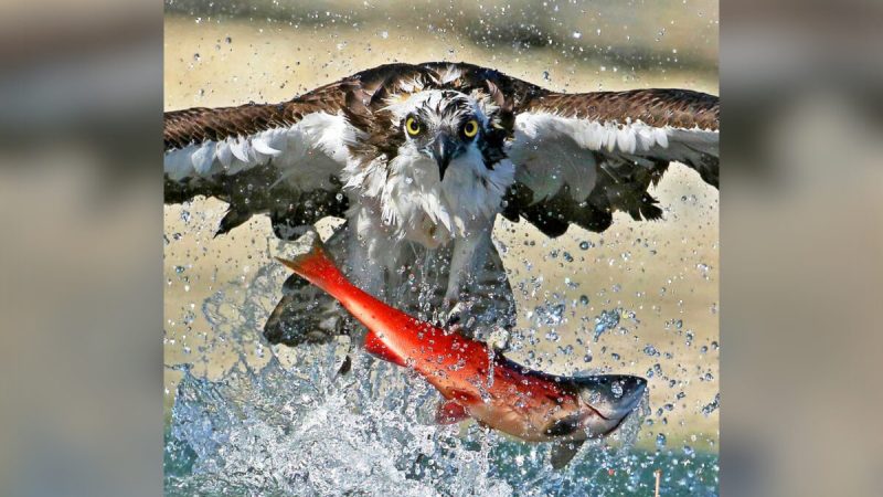 Скопа выхватывает лосося из озера и поднимает его в воздух. (Courtesy of Ken Helal)  | Epoch Times Россия