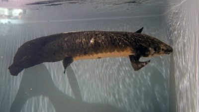 Познакомьтесь с Мафусаилом, самой старой живущей аквариумной рыбой