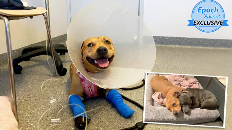 Тяжело раненная собака спасает своего «брата» от нападения змеи