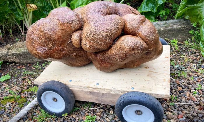 8-килограмовый картофель-мутант может стать самым большим в мире