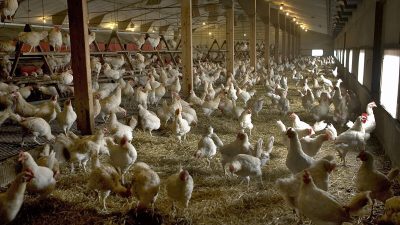 Вспышка птичьего гриппа в Нидерландах приведёт к уничтожению 190 тыс. кур