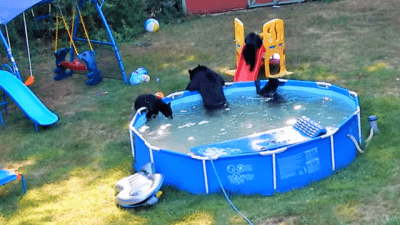 Когда медвежья семья делает ваш бассейн небезопасным!