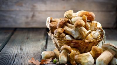 Почему грибы увеличивают продолжительность жизни