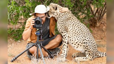 Фотограф обнял дикого гепарда во время съёмок в заповеднике