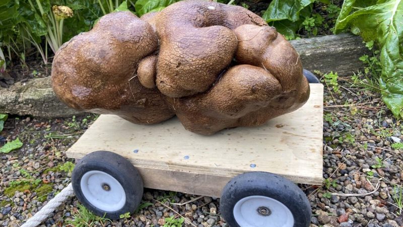 8-килограмовый картофель-мутант может стать самым большим в мире. (Donna Craig-Brown via AP)  | Epoch Times Россия