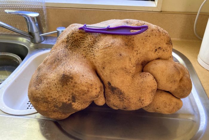8-килограмовый картофель-мутант может стать самым большим в мире