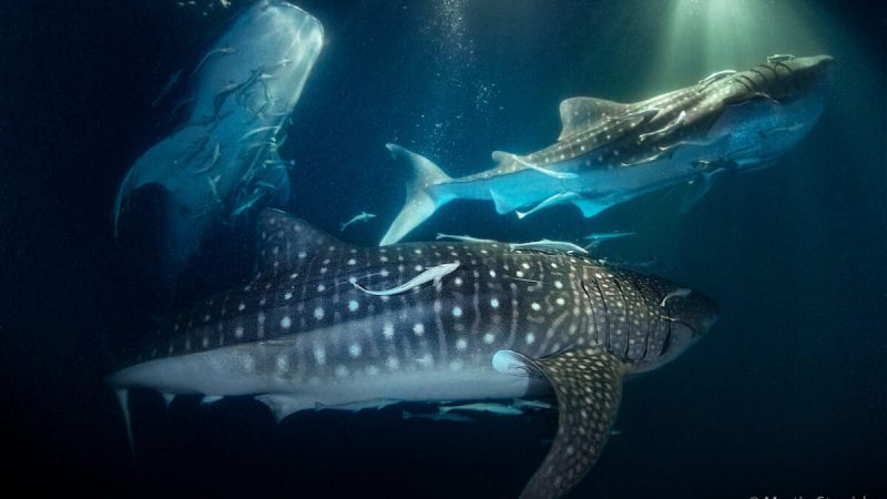 Дайвер Мартин Стрмиска запечатлел вблизи кормёжку 20 китовых акул. (Courtesy of Martin Strmiska) | Epoch Times Россия