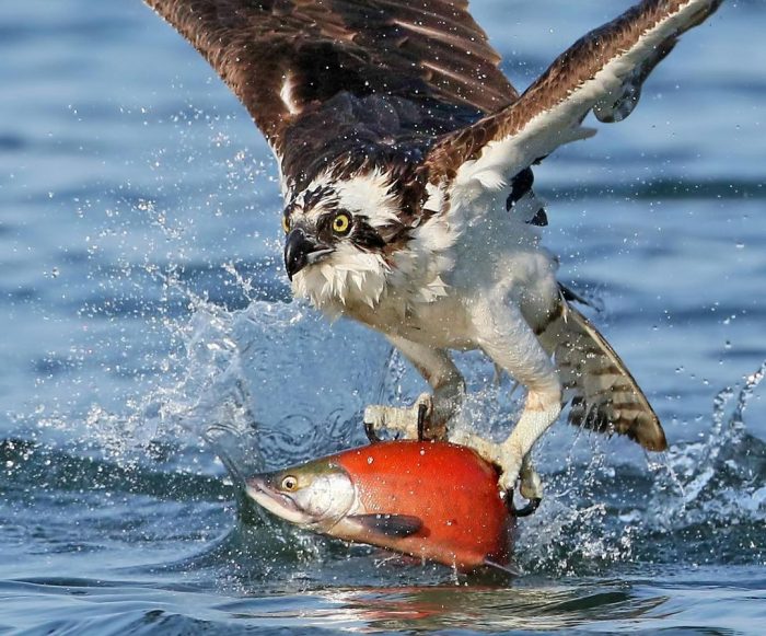 Снимки охоты хищной скопы на лосося потрясли пользователей