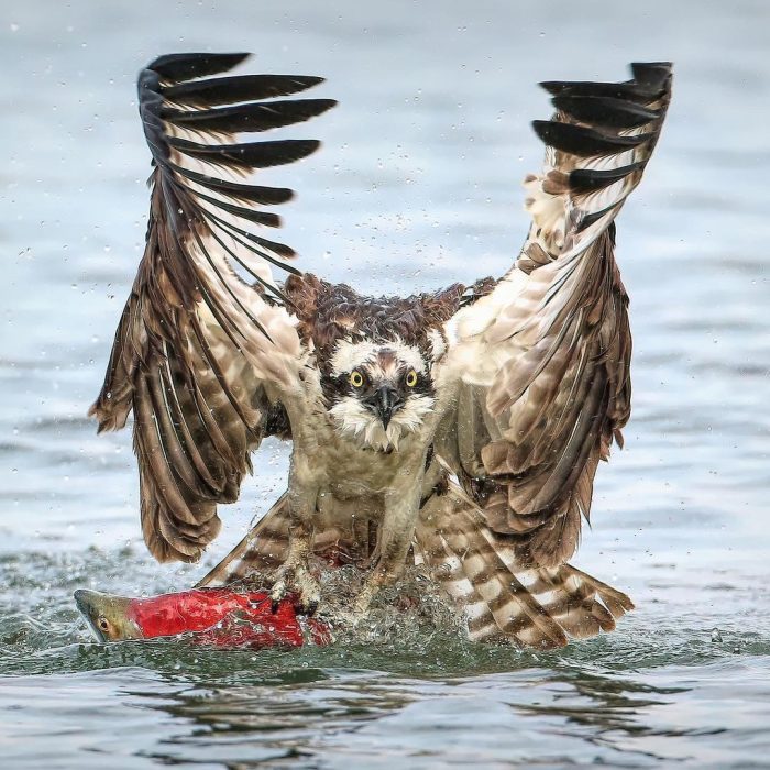 Снимки охоты хищной скопы на лосося потрясли пользователей