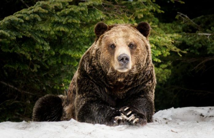 Исследование видов медведей гризли в прибрежных районах Британской Колумбии показало, что они тесно связаны с коренным населением. (Oleg Mayorov via Dreamstime.) | Epoch Times Россия