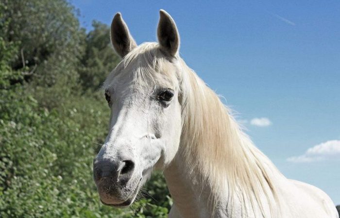 Потрясающую арабскую лошадь зовут Дженни, ей 25 лет. (Via Facebook.) | Epoch Times Россия