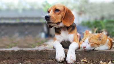 Воскресная сказка: как собаки и кошки стали врагами