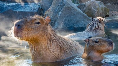 Водосвинки в ванной? Японские капибары предпочитают посещать общественные горячие источники