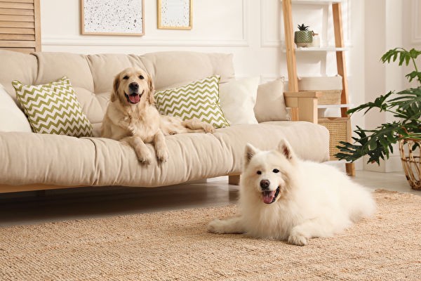 Если вы хотите держать собаку в квартире, лучше выбрать породу, которая подходит для проживания в условиях квартиры (изображение: Shutterstock) | Epoch Times Россия