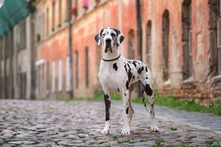 Немецкие доги такого же роста, как и их хозяева, и важно начать дрессировать собаку ещё в щенячьем возрасте (изображение: Shutterstock)