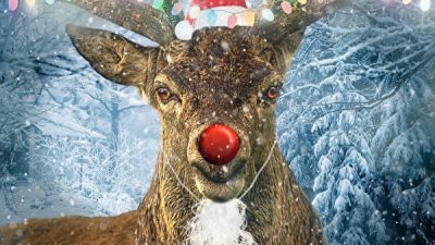 Слишком реален? Канадский олень атаковал рождественский атрибут в виде оленя