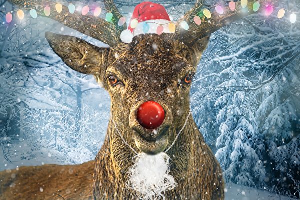 Арлин Чмелик, жительница Канады, говорит, что на рождественского оленя Рудольфа, служащего украшением во дворе её дома, напал настоящий олень (Фото: Pixabay/ pixabay.com.ru/License) | Epoch Times Россия