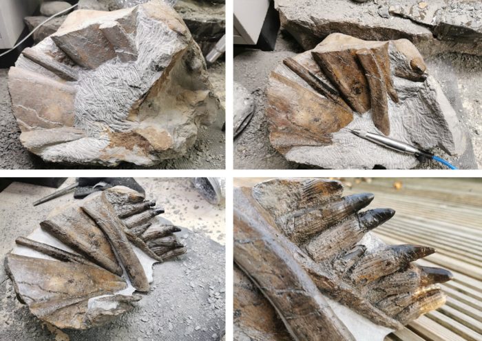 Окаменелость возрастом 180 млн лет принадлежала ихтиозавру