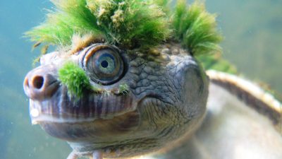 Наводнения нарушили среду обитания австралийских змеиношейных черепах