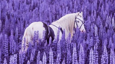 Сказочные кадры с голубоглазой лошадью захватывают дух