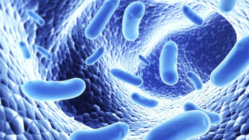Бактерии, живущие в вашем кишечнике, связаны с иммунной системой больше, чем вы думаете. Фото: rentusha/istock/thinkstock  | Epoch Times Россия