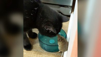Нежная дружба кота с мышью восхитила пользователей