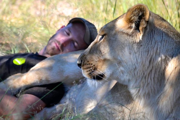 Взрослая львица нежно обнимает мужчину, который спас её девять лет назад