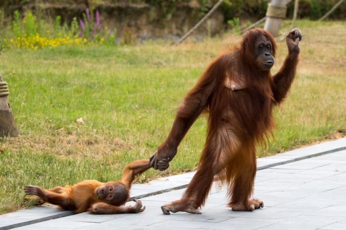 Ленивый орангутан отказывается просыпаться несмотря на все усилия мамы